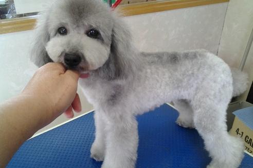 販売中のトイプードルの親犬